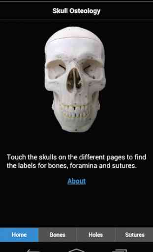 Skull Osteology 1
