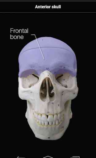 Skull Osteology 2