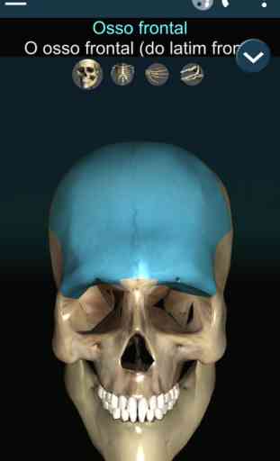 Bones Humano  3D (anatomia) 1