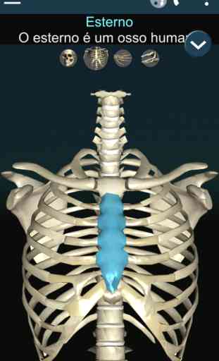 Bones Humano  3D (anatomia) 2