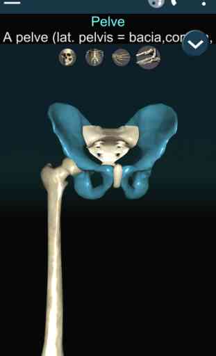 Bones Humano  3D (anatomia) 4