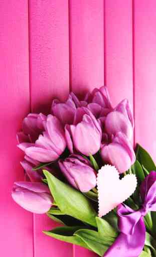 Pink Tulips Live Wallpaper 1
