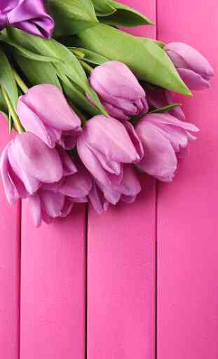 Pink Tulips Live Wallpaper 2
