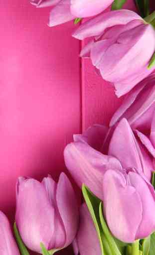 Pink Tulips Live Wallpaper 3