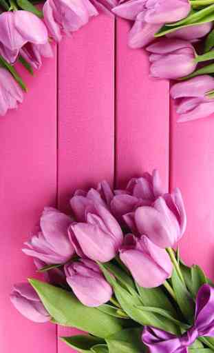 Pink Tulips Live Wallpaper 4