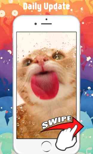 Cute Kitten Cat Wallpapers & Backgrounds 3