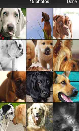 99 Wallpaper.s Fundos de Cães e Filhotes Para o Seu Telefone 2