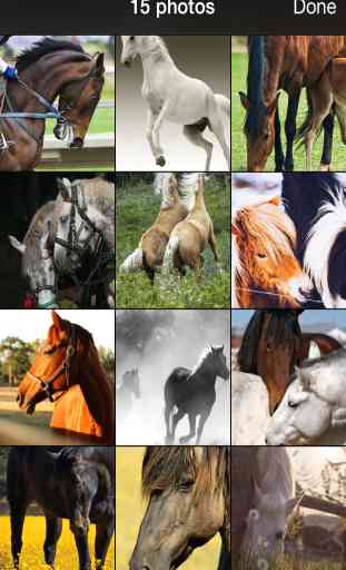 99 Wallpaper.s - Papéis de Parede Bonitos, Fundos e Imagens de Cavalos, Pôneis e Animais de Estimação 2
