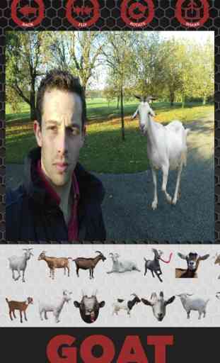 Goat stickers - adesivos de cabra de editor foto 3