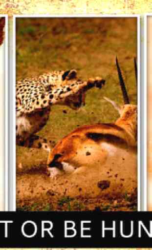 Cheetah Hunter 2016 - guepardo 4