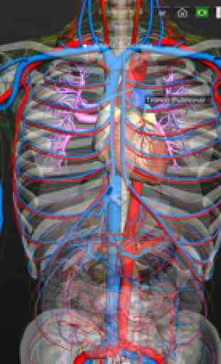 Introdução Anatomia Humana 3D 3