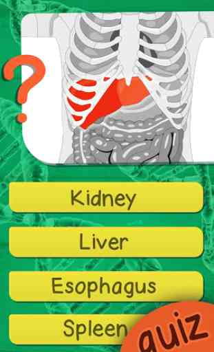 Anatomia E Fisiologia Humana Teste Quiz 2