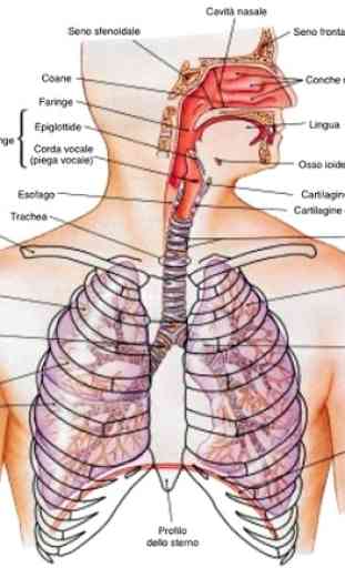 Anatomia Humana 4