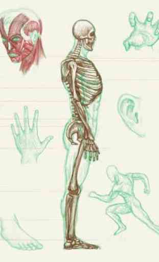 Anatomia humana 1