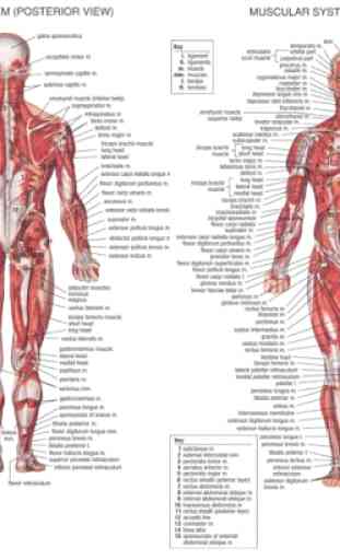 Anatomia humana 2