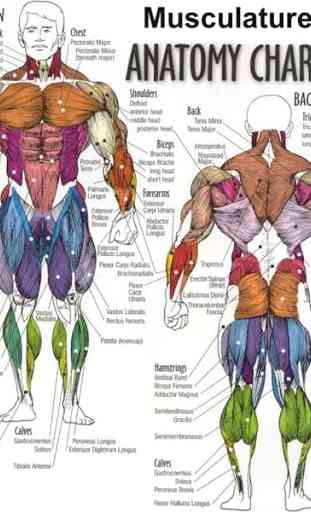 Anatomia humana 4