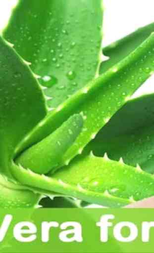 Benefícios da Aloe Vera 4