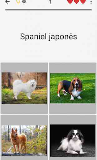 Cachorros - Quiz sobre todas as raças populares 4