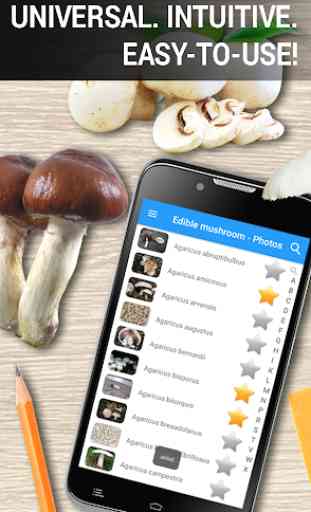 Cogumelos comestíveis - fotos 1