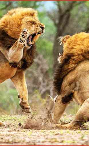 Lions Africano Pk Luta 1