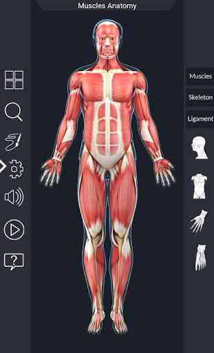 My Muscle Anatomy 2