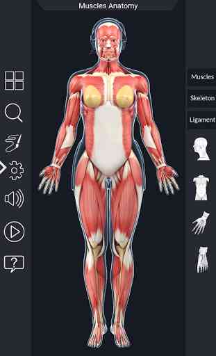 My Muscle Anatomy 3