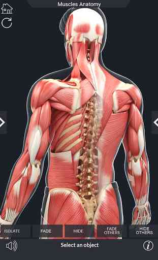 My Muscle Anatomy 4