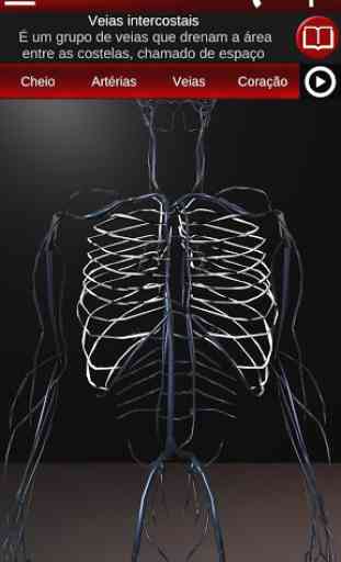 Sistema Circulatório em 3D (Anatomia) 3
