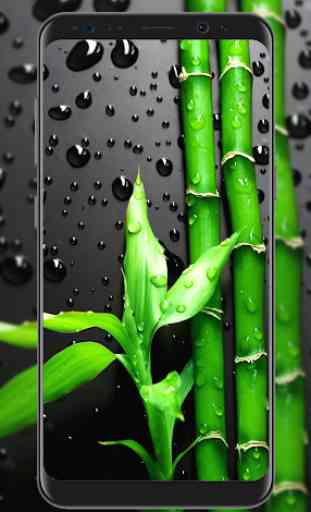 Bamboo Wallpapers 1