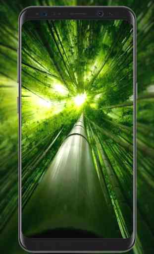 Bamboo Wallpapers 2