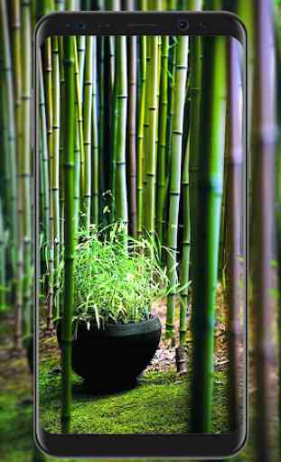 Bamboo Wallpapers 3