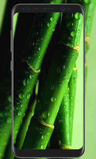 Bamboo Wallpapers 4