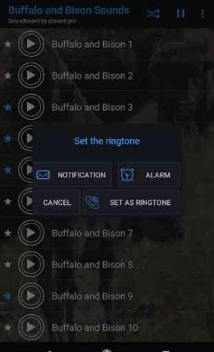 Buffalo e Bison soa ~ Sboard.pro 3