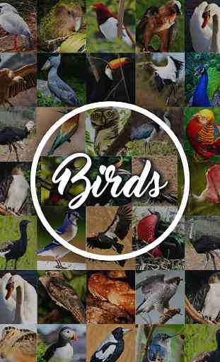 Enciclopédia de pássaros 1
