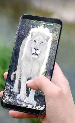 Leão Branco Papel de Parede HD 3