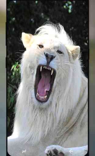Leão Branco Papel de Parede HD 4