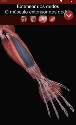Muscular System 3D (anatomia) 3