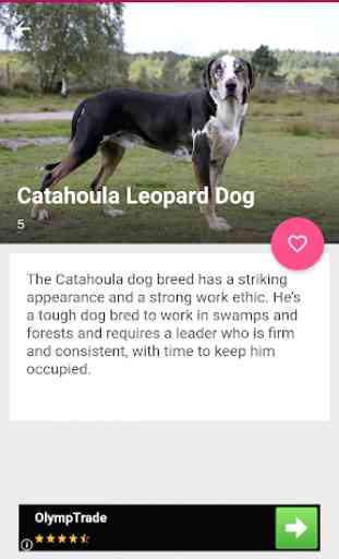 All Dog Breed Profiles 2