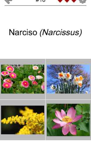 Flores - O quiz botânico sobre as plantas bonitas 2