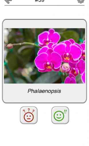 Flores - O quiz botânico sobre as plantas bonitas 4