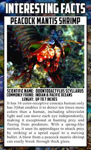 Sea Animal Encyclopedia 2