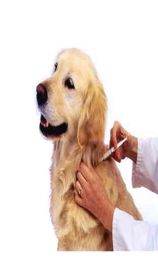 Vacinação de cães 1