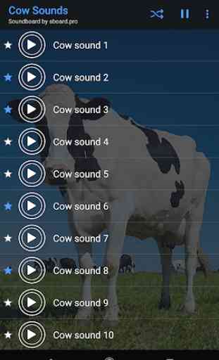Cow Sounds ~ Sboard.pro 4