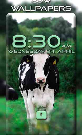 Cow Wallpapers 4