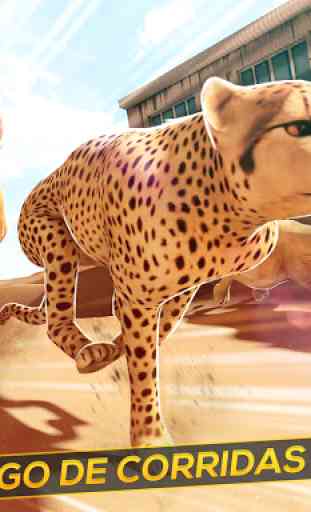 Leopardo vs Clã dos Leões! Corrida Selvagem 4