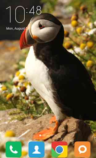 Puffin Wallpapers 2