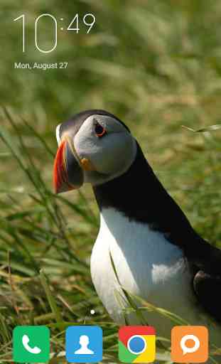 Puffin Wallpapers 3