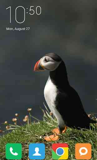 Puffin Wallpapers 4