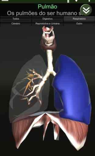 3D Órgão (anatomia) 3