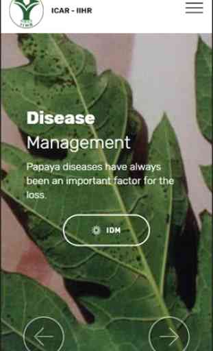 Papaya Cultivation IIHR 2